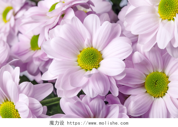唯美的紫色菊花花束菊花